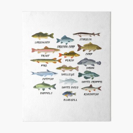NZ fish species  Art Board Print for Sale by Tehomuera