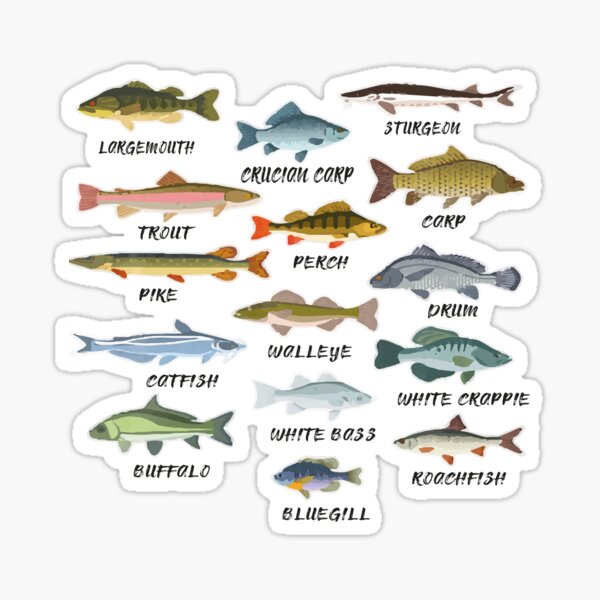 Types Of Freshwater Fish Species Stickers for Sale