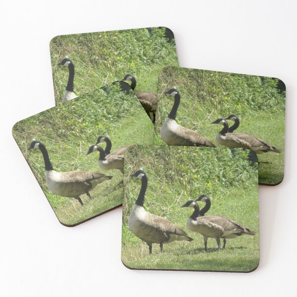 Item preview, Canada Goose and Juveniles Photograph designed and sold by naturegallery.