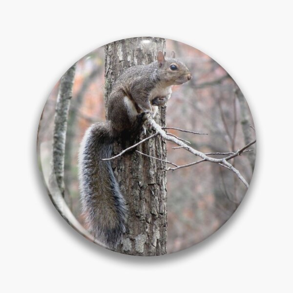 Item preview, Eastern Gray Squirrel in Winter Camouflage designed and sold by Jean Gregory Evans.