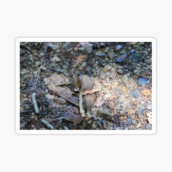 Mushrooms in the Woods Sticker