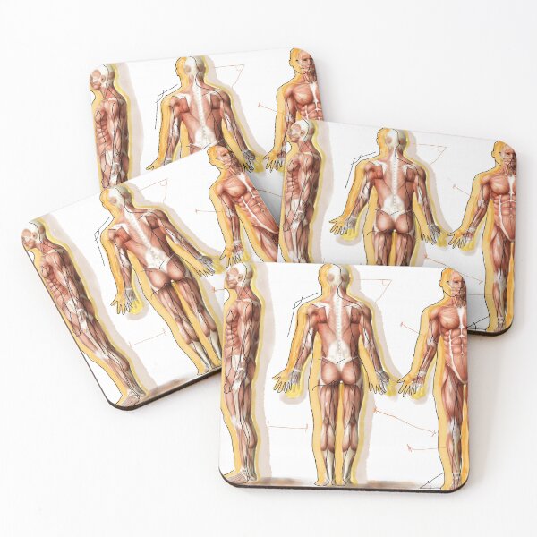 Item preview, Western Anatomical Position designed and sold by AdaptablePolar.