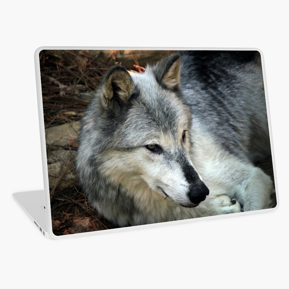 Lupus in tenebris Laptop Skin
