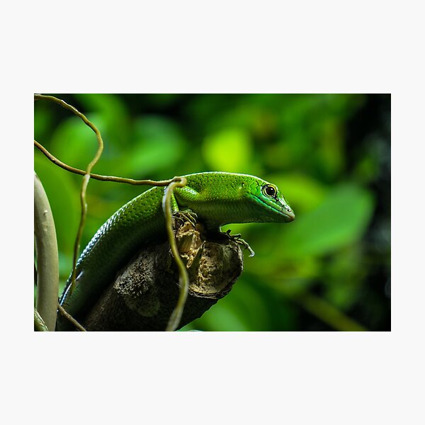Item preview, Emerald Tree Skink - Lizard Animal Photography designed and sold by HillViewDesigns.