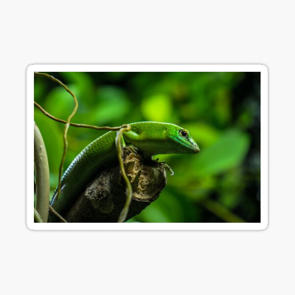 Item preview, Emerald Tree Skink - Lizard Animal Photography designed and sold by HillViewDesigns.