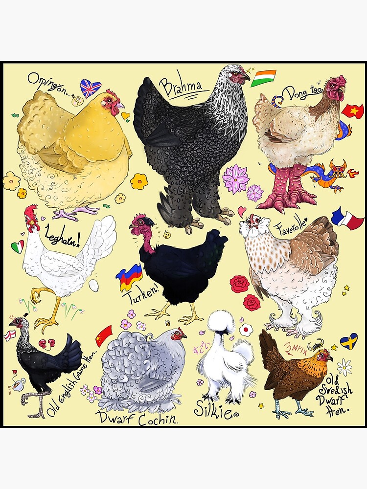 "chicken poster small version. " Poster for Sale by LevinArts Redbubble