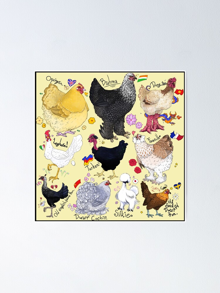 "chicken poster small version. " Poster for Sale by LevinArts Redbubble