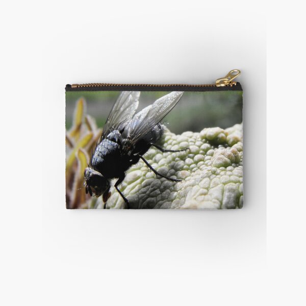 Item preview, A Blowfly (Chrysomya megacephala) About to pollinate Pseudolithos cubiformis designed and sold by Linda Gleisser.
