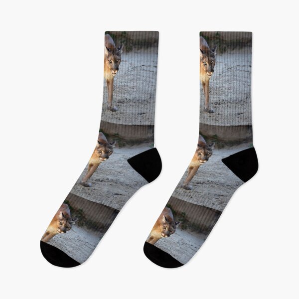Item preview, Mountain Lion designed and sold by Savannah Gibbs.