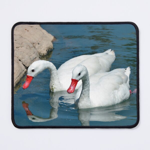 Item preview, Coscoroba Swans designed and sold by Savannah Gibbs.