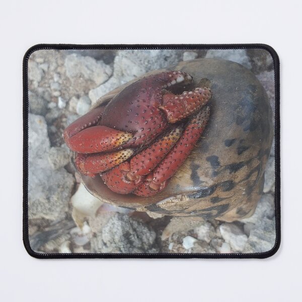 Item preview, Long Island Baha Soldier Crab designed and sold by SaSaBoutique.