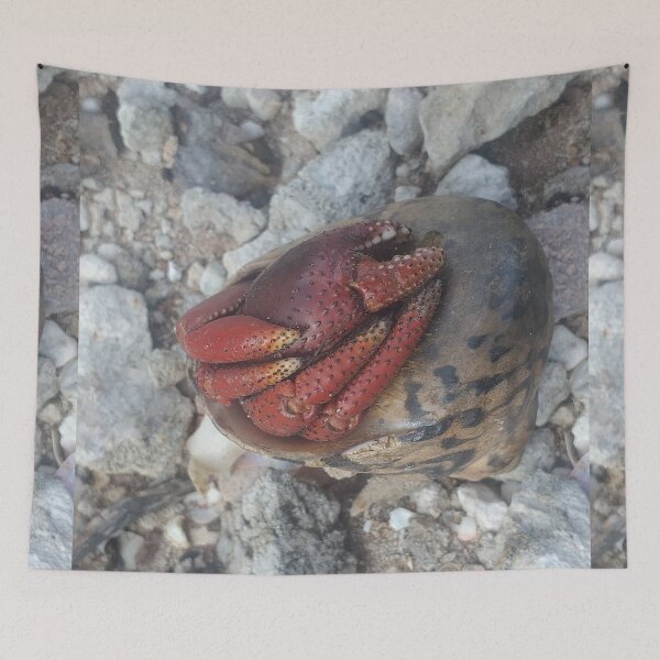 Item preview, Long Island Baha Soldier Crab designed and sold by SaSaBoutique.