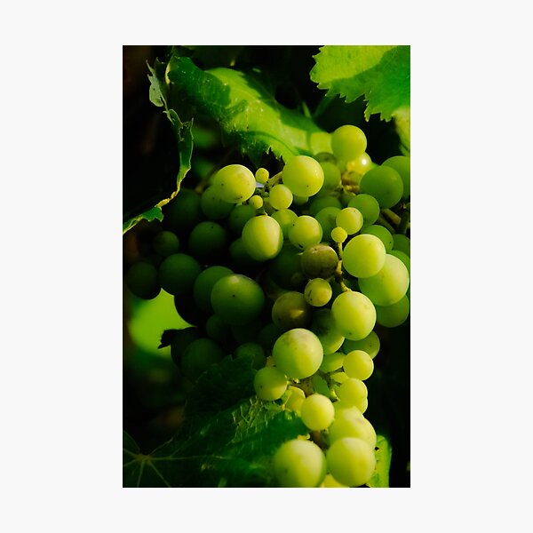 Item preview, A Bunch of Tuscan Grapes designed and sold by pyktispix.