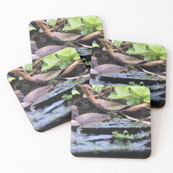 Item preview, Terrarium Plants in the Water designed and sold by Hazel Hall.
