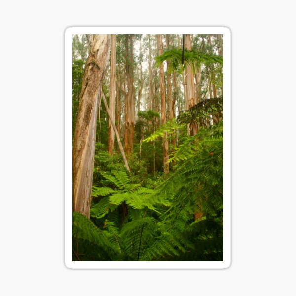 Item preview, Tarra-Bulga National Park designed and sold by Michael Matthews.