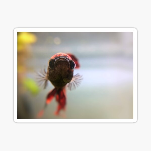 Betta Fish Angry Face Sticker