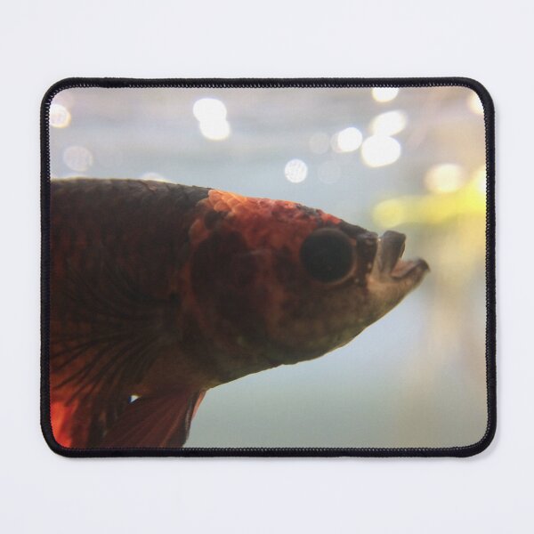 Item preview, Betta Taking a Gulp designed and sold by Hazel Hall.