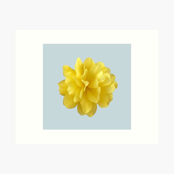 Item preview, Yellow Double Begonia Bloom designed and sold by InalterataArt.