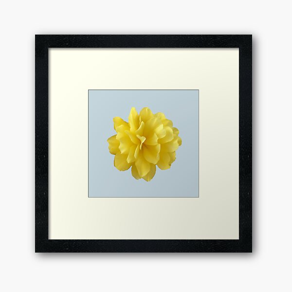 Item preview, Yellow Double Begonia Bloom designed and sold by InalterataArt.