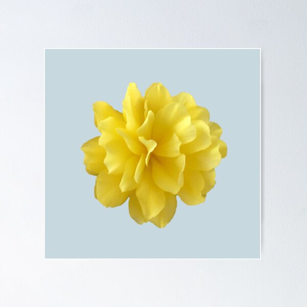 Item preview, Yellow Double Begonia Bloom designed and sold by InalterataArt.
