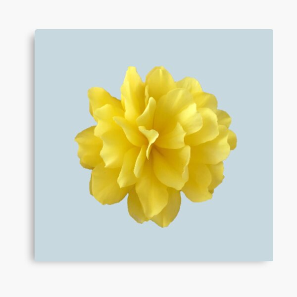 Item preview, Yellow Double Begonia Bloom designed and sold by InalterataArt.