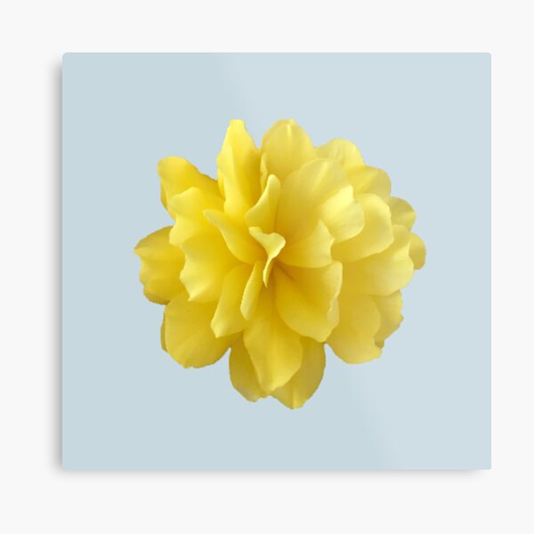 Item preview, Yellow Double Begonia Bloom designed and sold by InalterataArt.