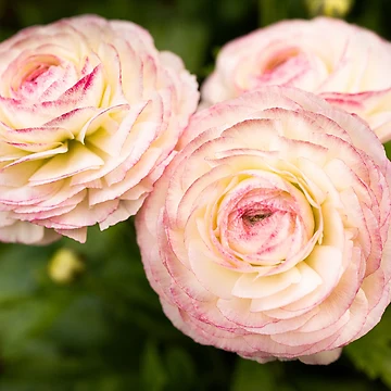 Artwork thumbnail, Pink Ranunculus Trio by justmylup