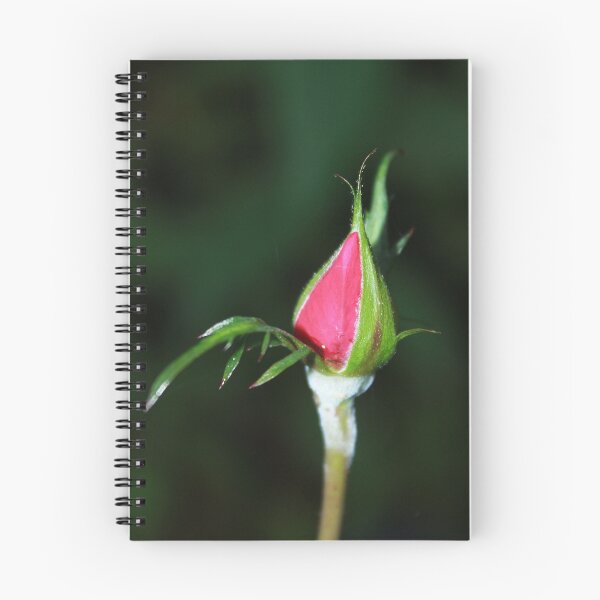 Item preview, Tight Rose Bud designed and sold by AnnDixon.