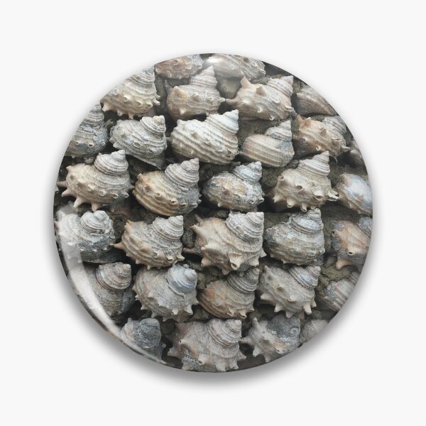 Item preview, Sea shell collection designed and sold by Thilina Kasthuriarachchi.