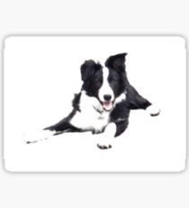 Border Collie on a white background Sticker