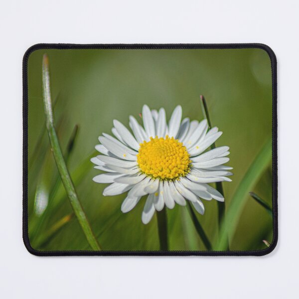 Item preview, Common Daisy designed and sold by AlidaArt.