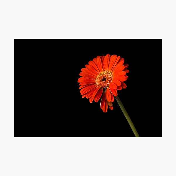Item preview, Gerbera designed and sold by neroli50.