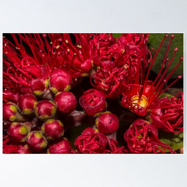 Item preview, Pohutukawa Flower designed and sold by neroli50.
