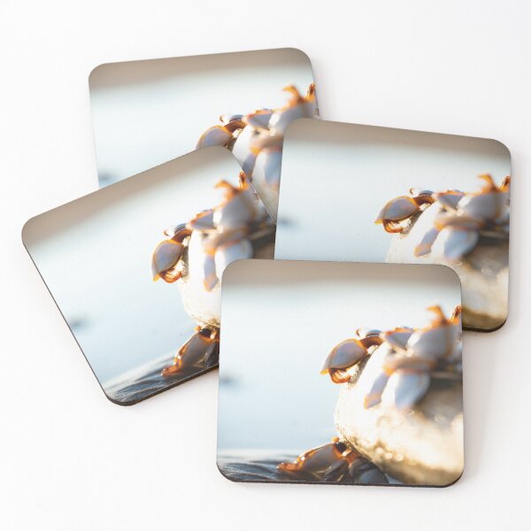 Item preview, Barnacles by the Beach designed and sold by bastcreative.