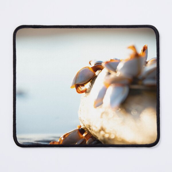 Item preview, Barnacles by the Beach designed and sold by bastcreative.