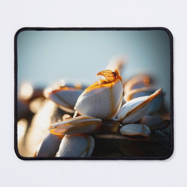 Item preview, Barnacles in the Morning Sun designed and sold by bastcreative.