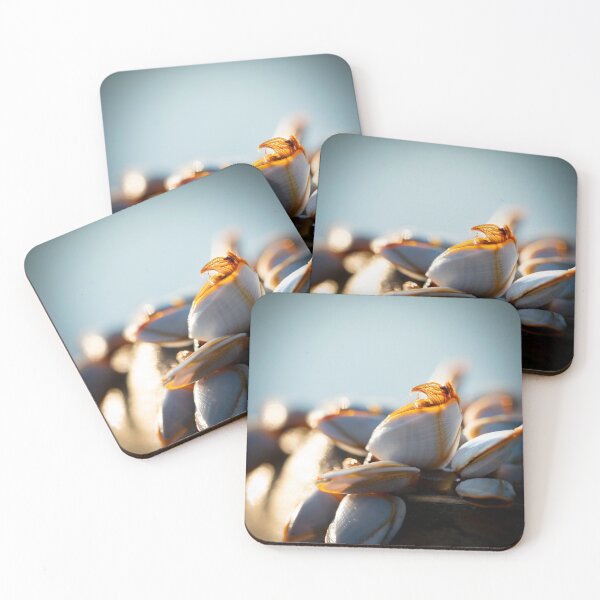 Item preview, Barnacles in the Morning Sun designed and sold by bastcreative.