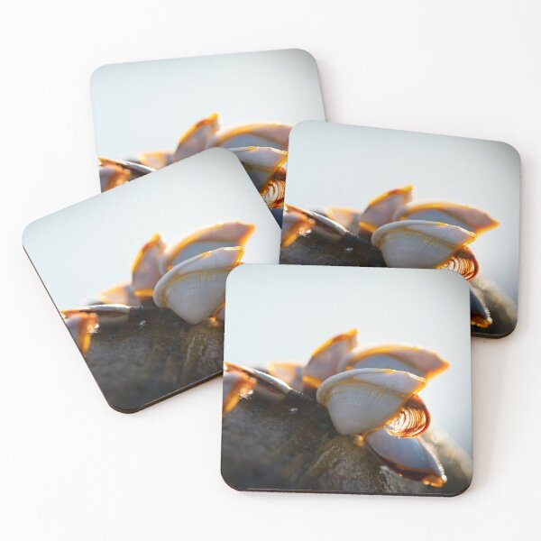 Item preview, Beach Sunrise Barnacles designed and sold by bastcreative.