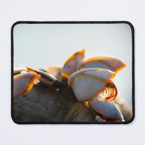 Item preview, Beach Sunrise Barnacles designed and sold by bastcreative.