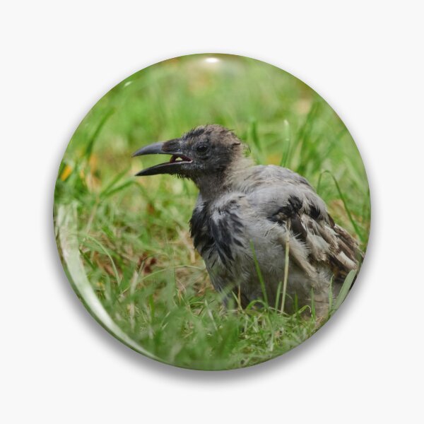 Item preview, Trashfood Crow. Hooded crow designed and sold by Jouko Lehto Photography.