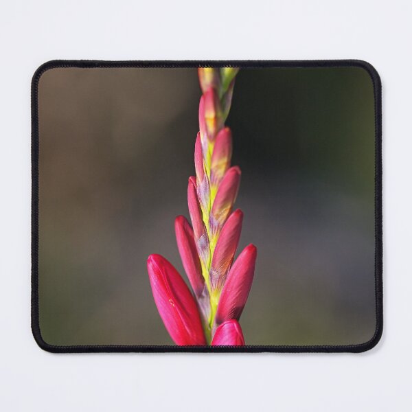 Item preview, Tall Bloom Ixia designed and sold by Joy Watson - Natural Light Photography .
