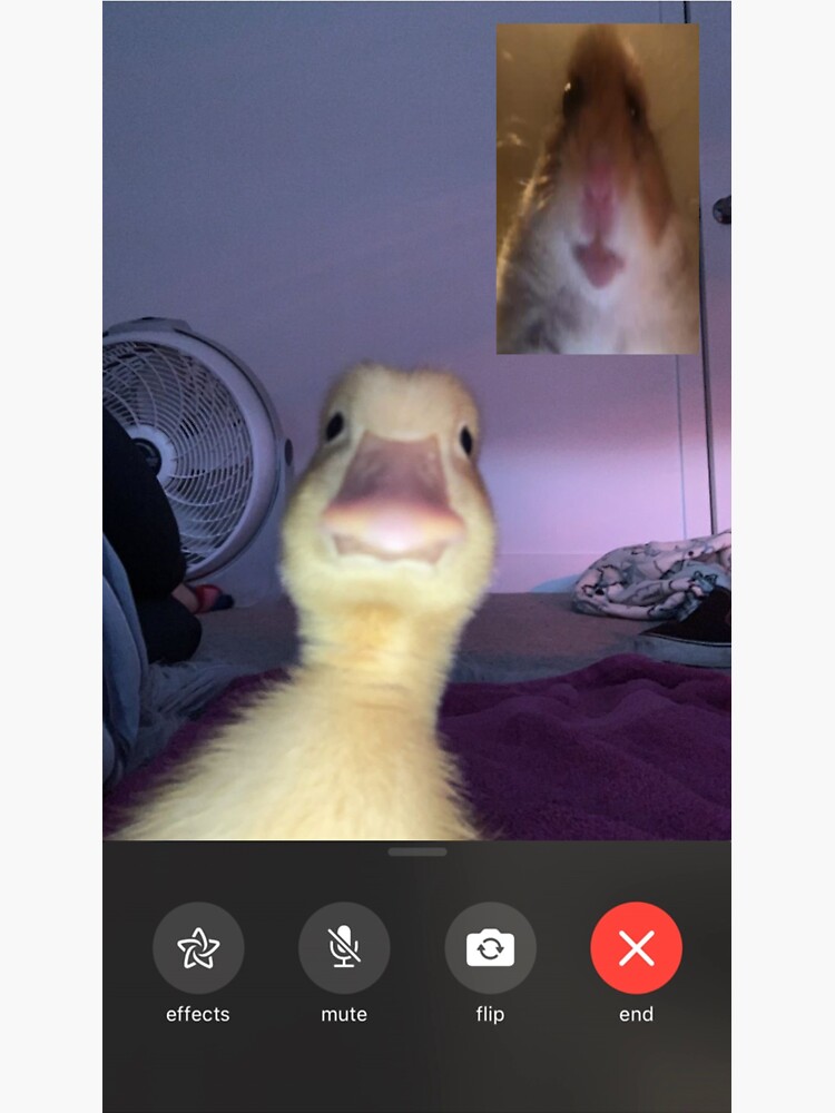 Pegatina «Pato Y Hámster Facetime Meme» De Sheeshy | Redbubble