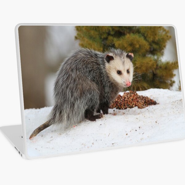 Opossum Laptop Skin