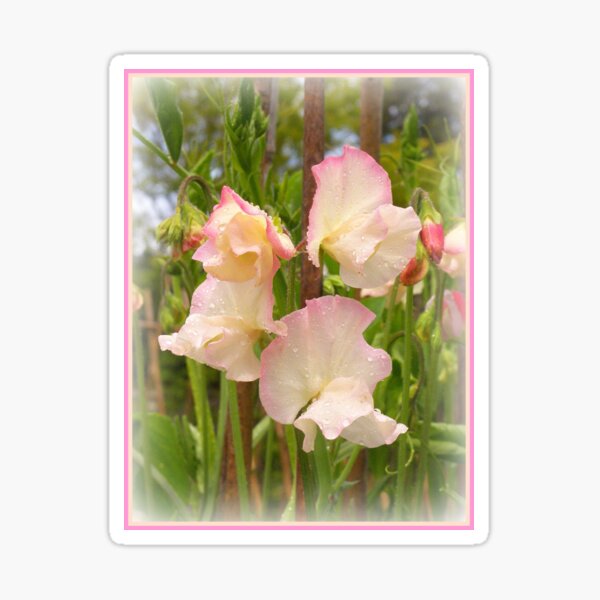 Sweet Pea Sticker