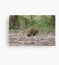 Spike Canvas Print