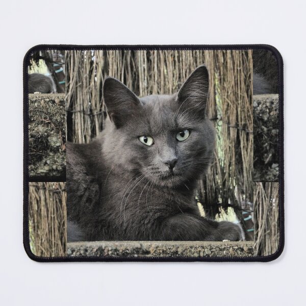 Item preview, r3045/    Chat-Cat  " le Grisous Bien aimé "  finition 2020 par Okaio Créations - Olavia&Olao  designed and sold by o.okaïo.