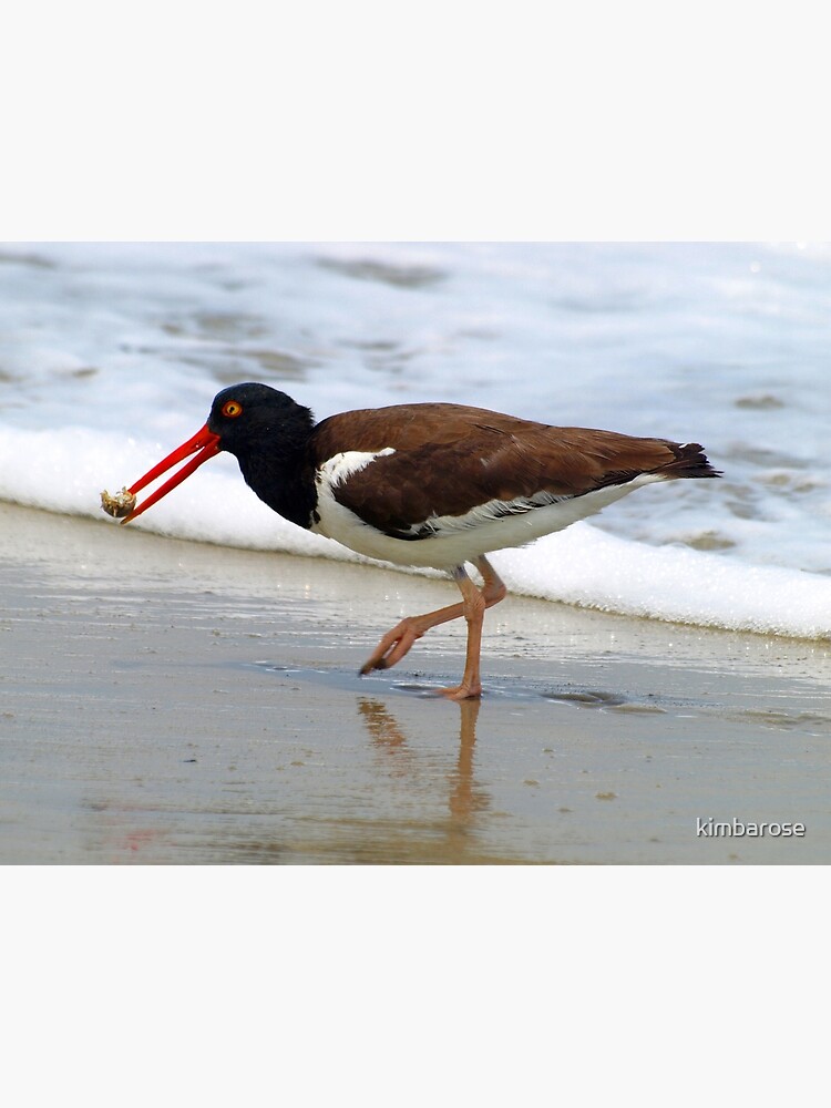 "Oyster Catcher" Photographic Print for Sale by kimbarose Redbubble