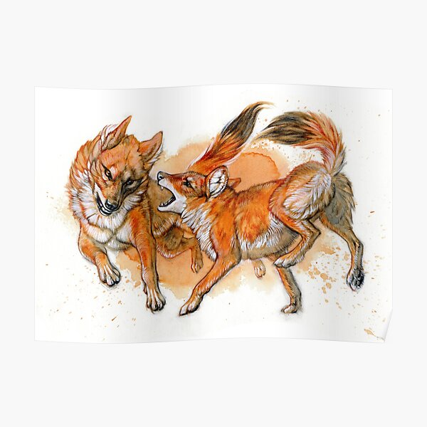 Fighting Dholes (Asiatic Wild Dogs) Poster