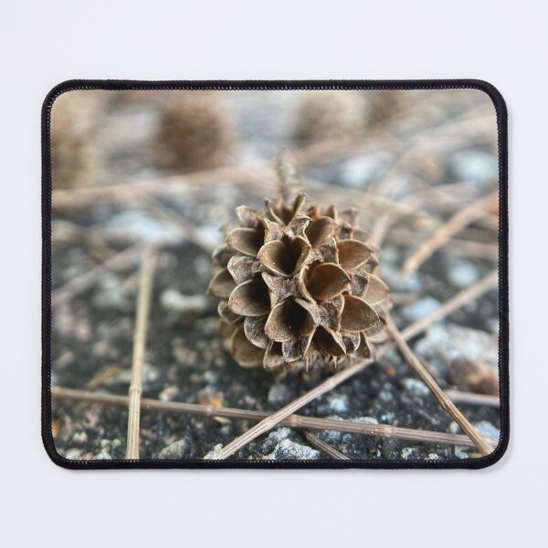 Item preview, Australian Pine Tree Seed designed and sold by Sinemathk.