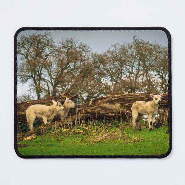 Item preview, Three young sheep graze in the meadow designed and sold by AlbertMi.